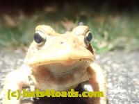 /home//u458753944/public_html/sourcegallery////////////////////////////Roxborough Toad Detour/2023/2023-03-23/P3230614.JPG